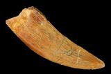 Serrated, Carcharodontosaurus Tooth - Real Dinosaur Tooth #145723-1